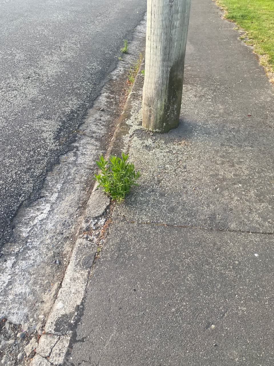 The photograph attached to this roading/streets report