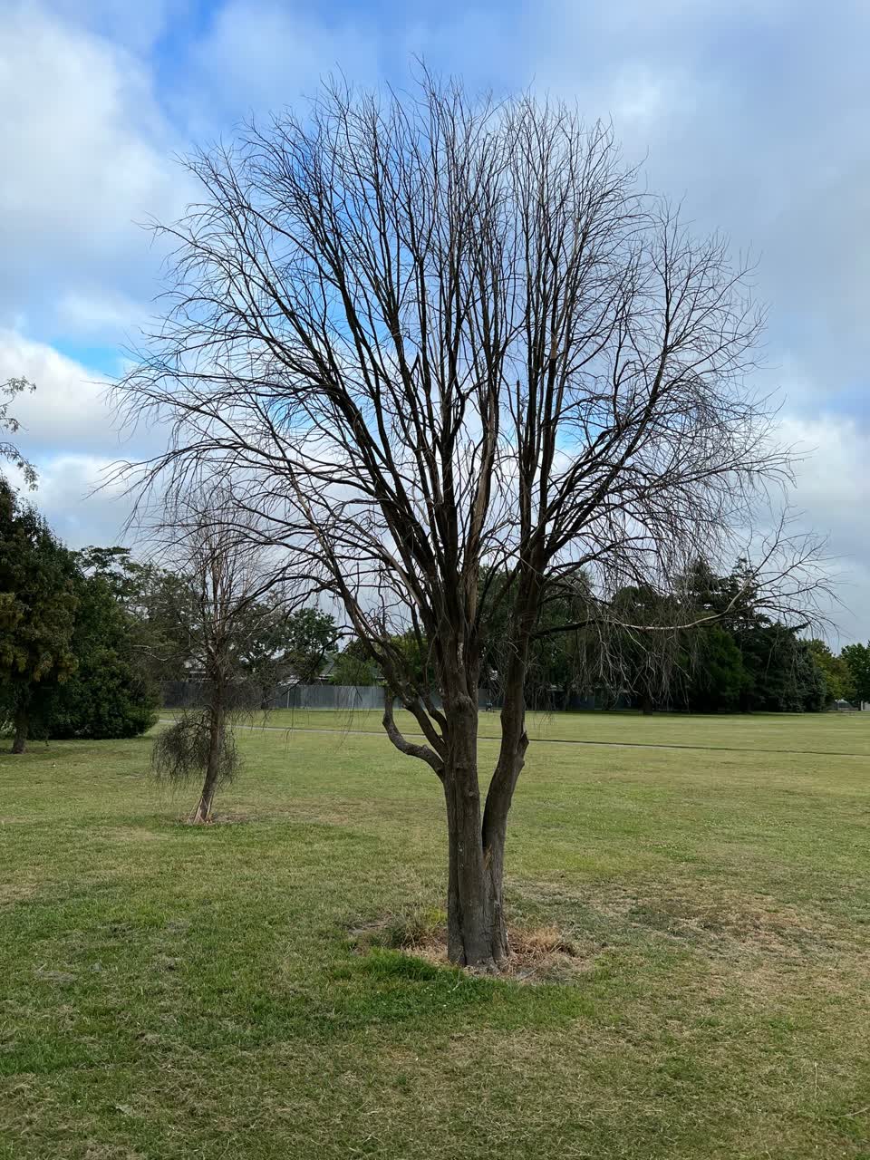 The photograph attached to this parks report