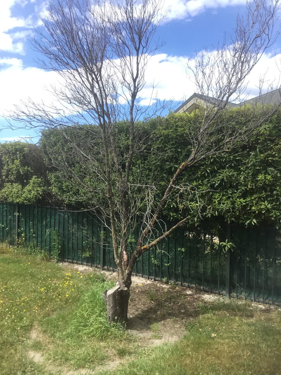The photograph attached to this parks report