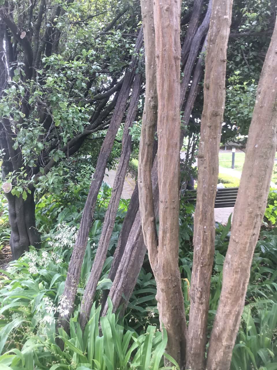 The photograph attached to this parks report