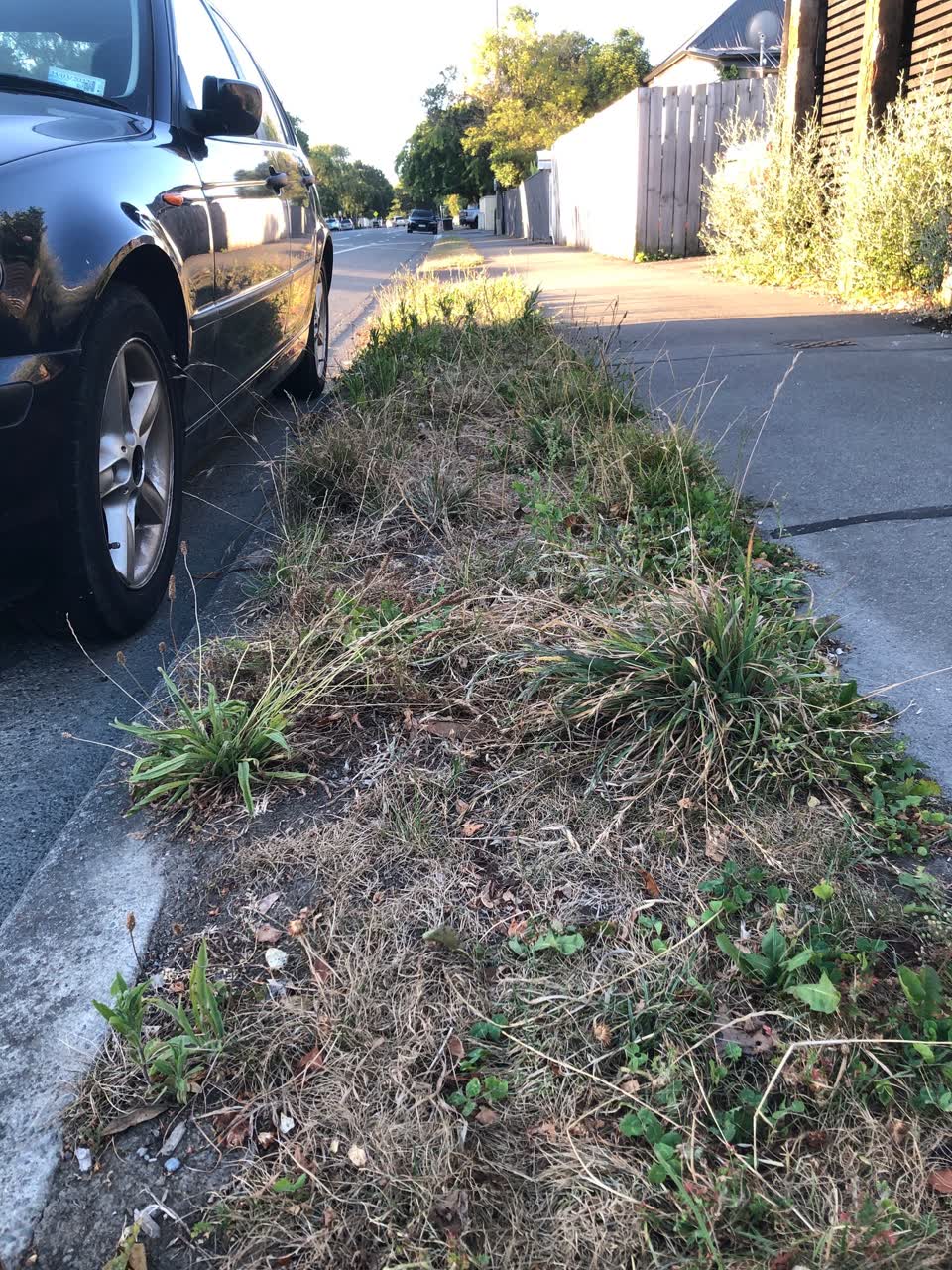 The photograph attached to this parks report