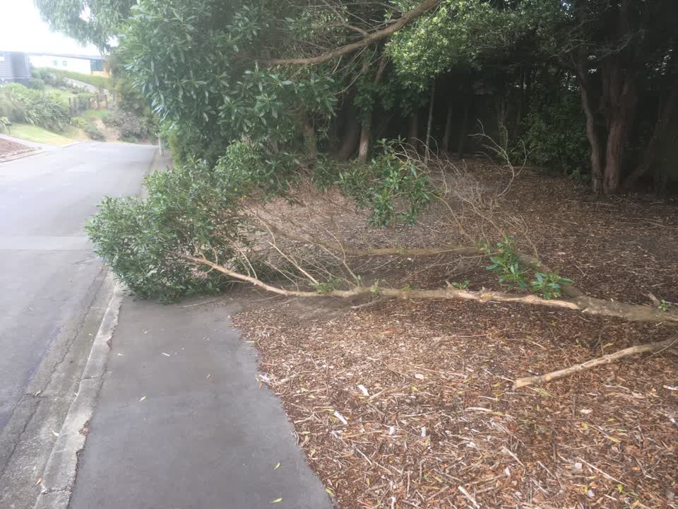 The photograph attached to this parks report