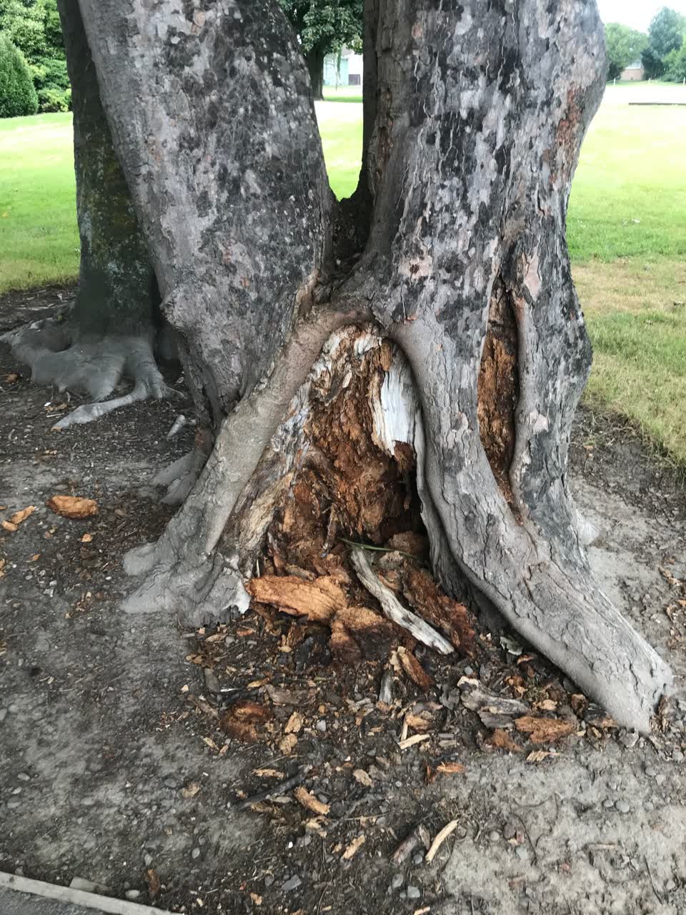 The photograph attached to this parks report