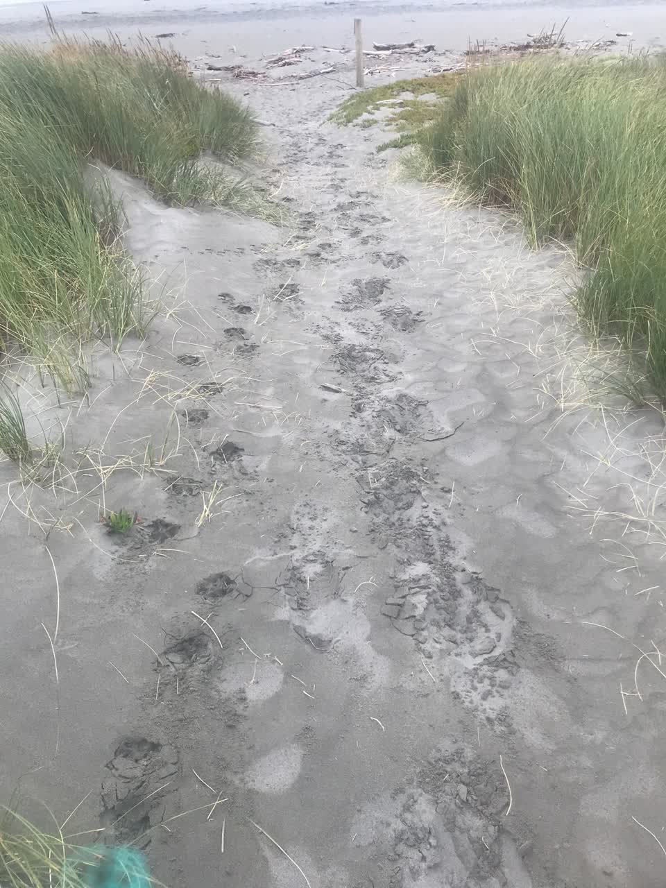 The photograph attached to this parks report