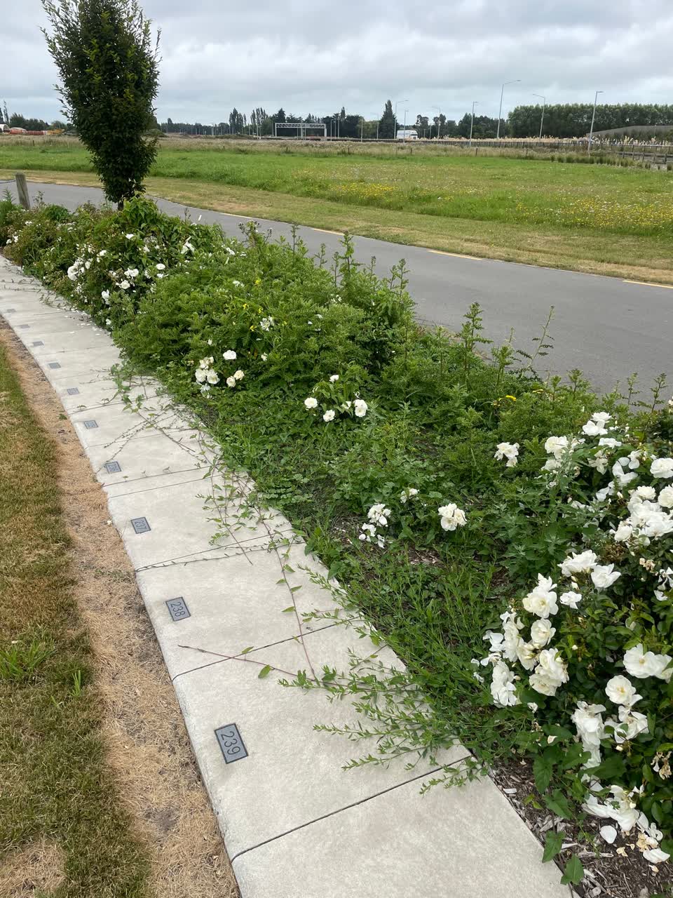 The photograph attached to this parks report