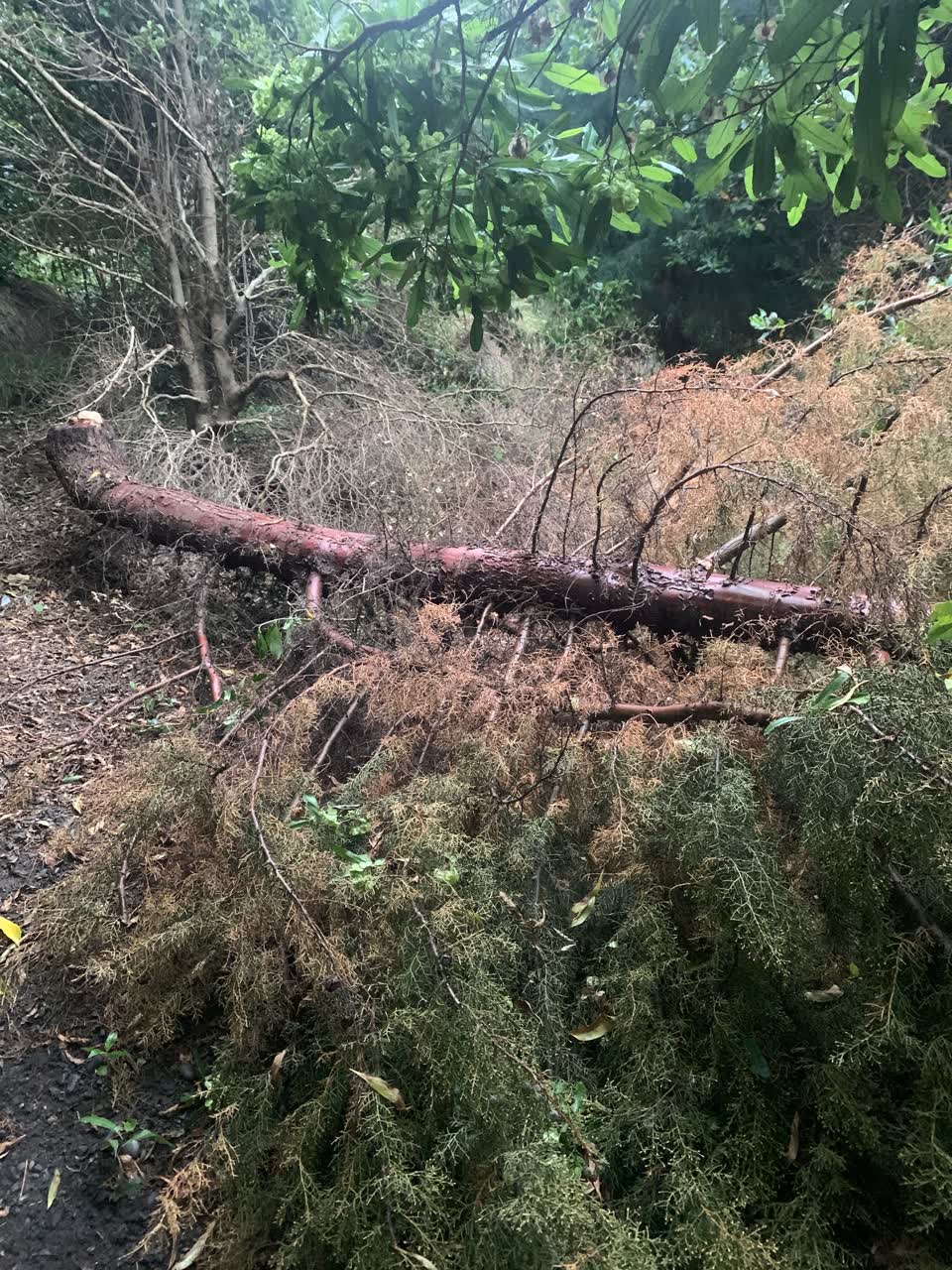 The photograph attached to this parks report