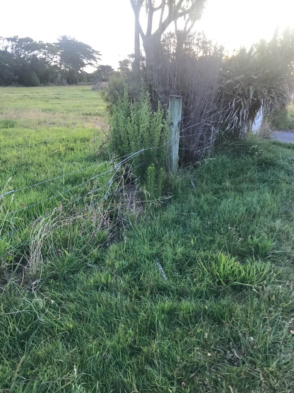 The photograph attached to this parks report