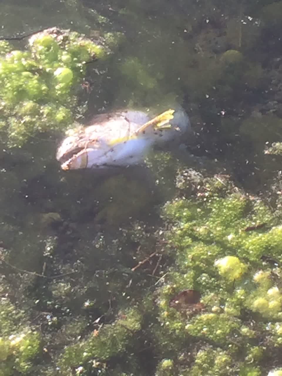 The photograph attached to this parks report