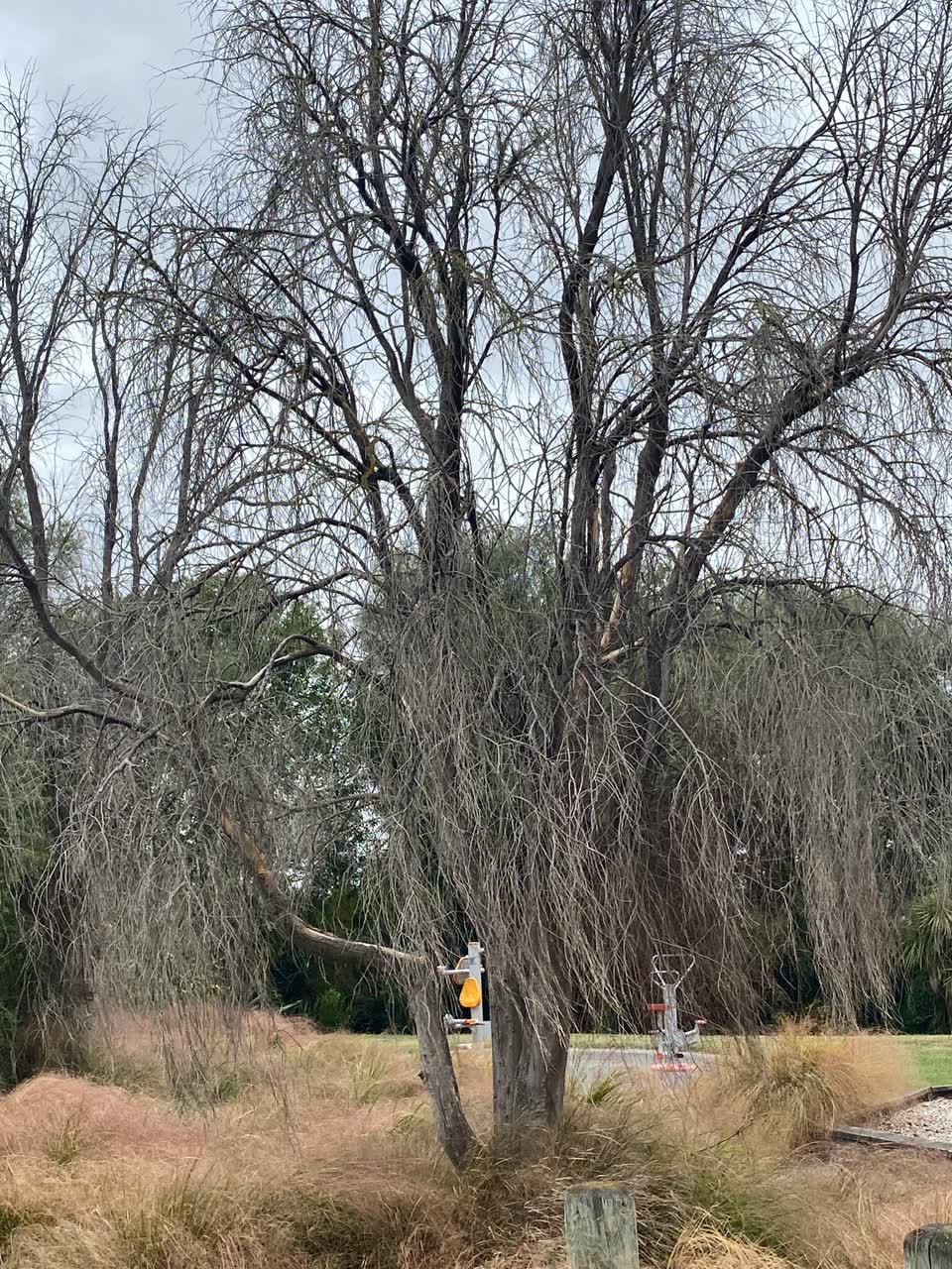 The photograph attached to this parks report
