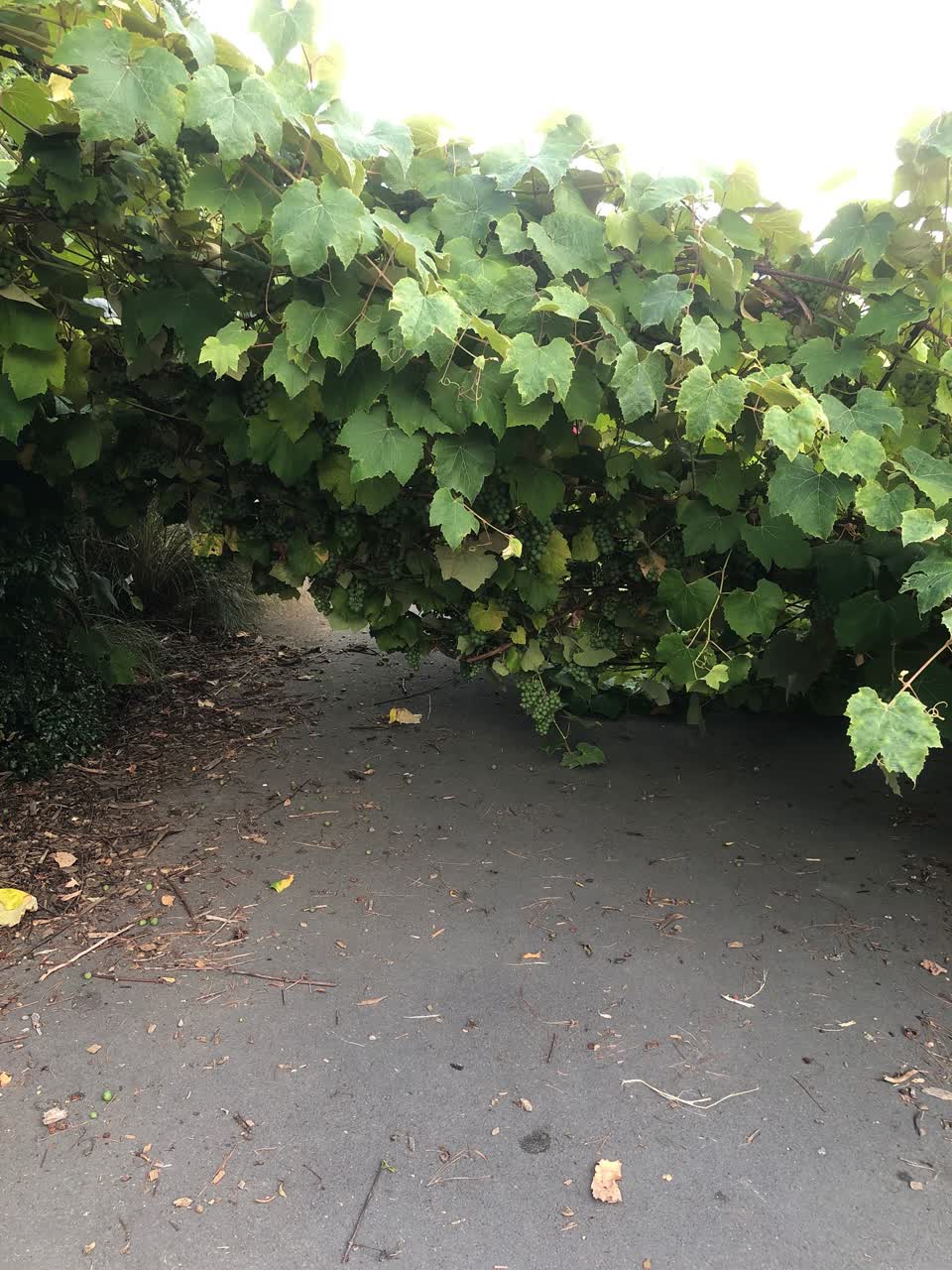 The photograph attached to this parks report