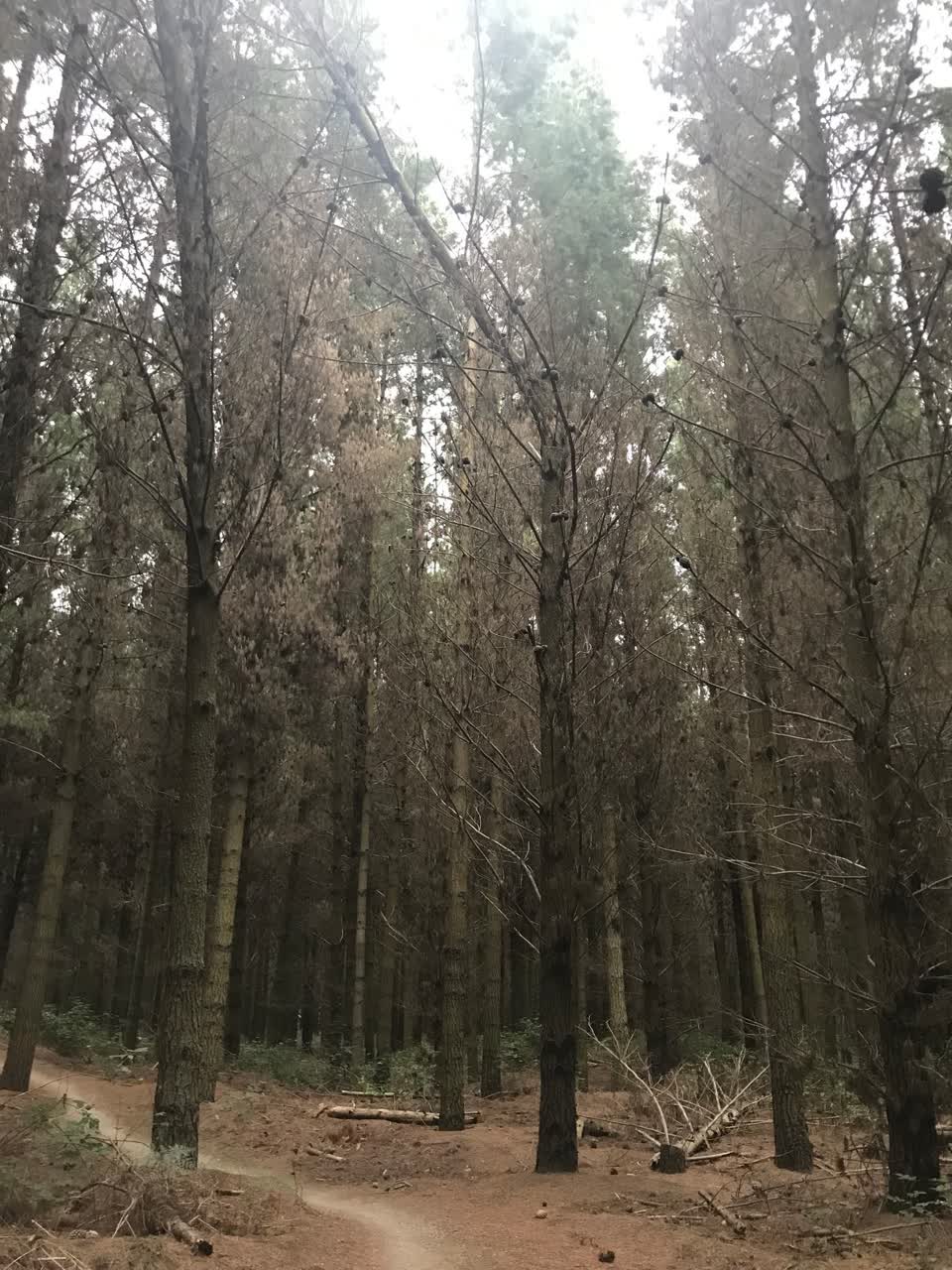 The photograph attached to this parks report
