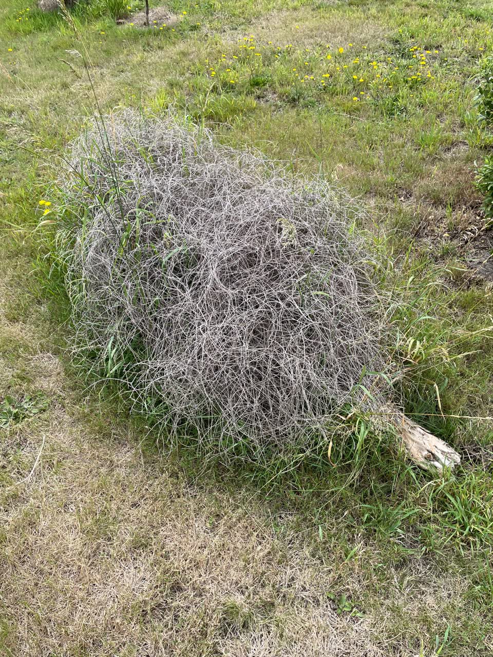 The photograph attached to this parks report
