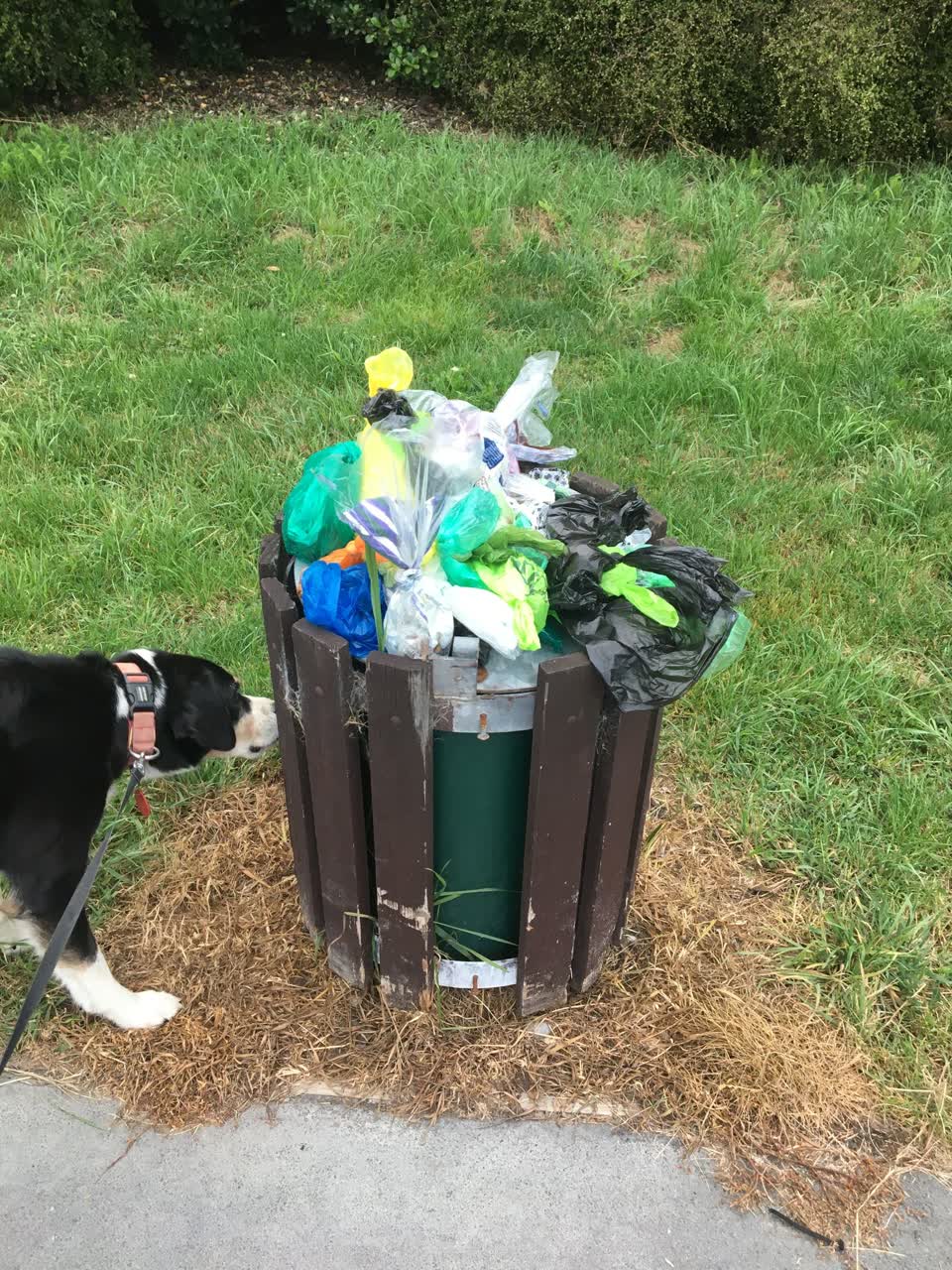 The photograph attached to this rubbish/recycling report