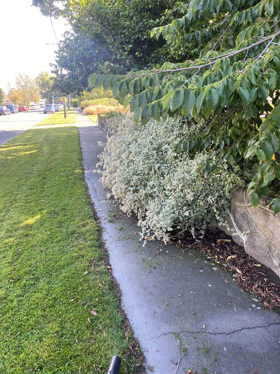 The photograph attached to this parks report