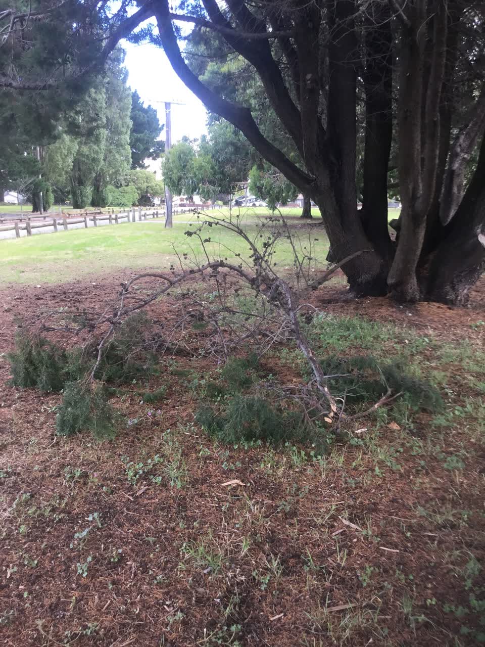 The photograph attached to this parks report