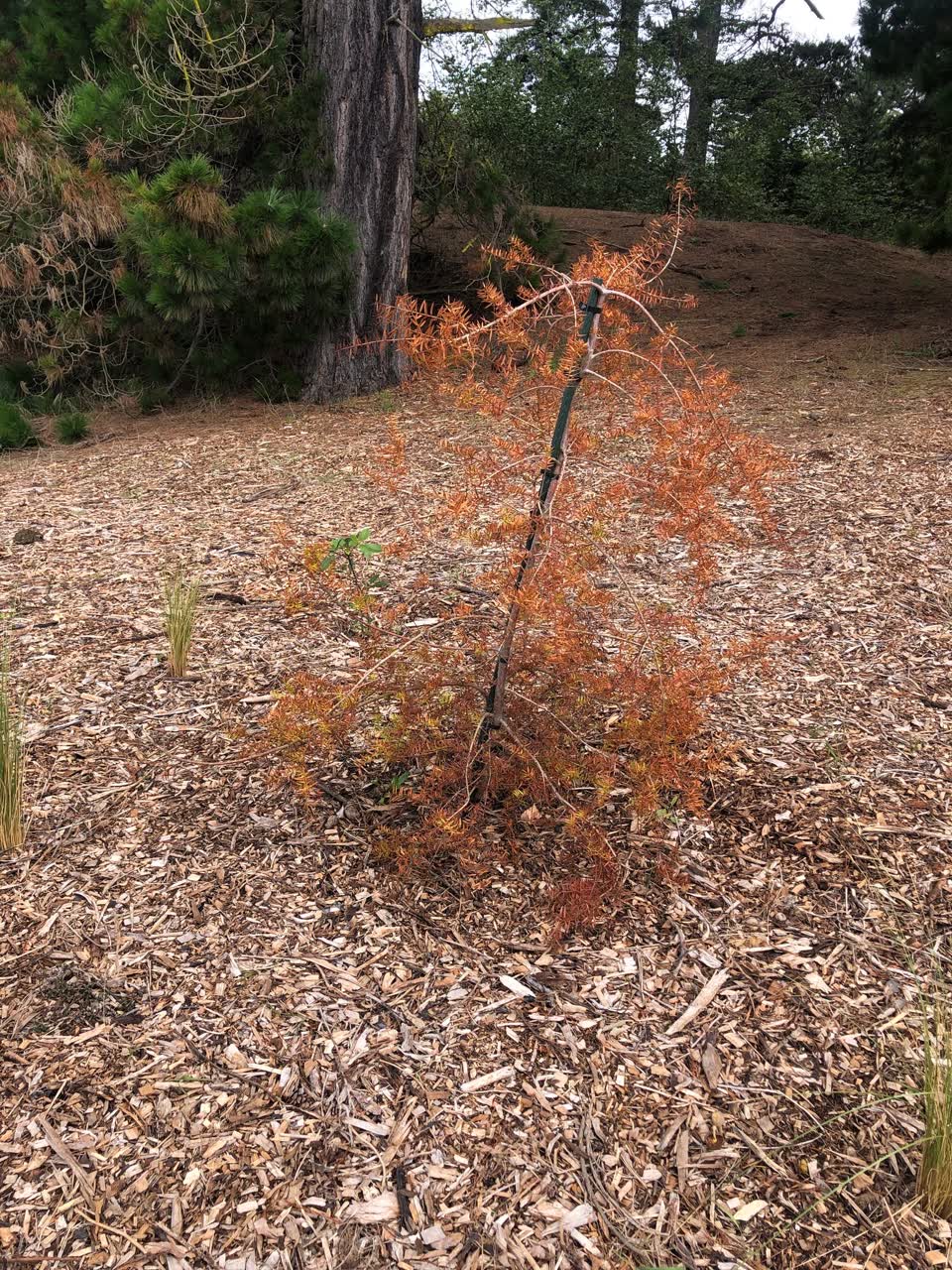 The photograph attached to this parks report