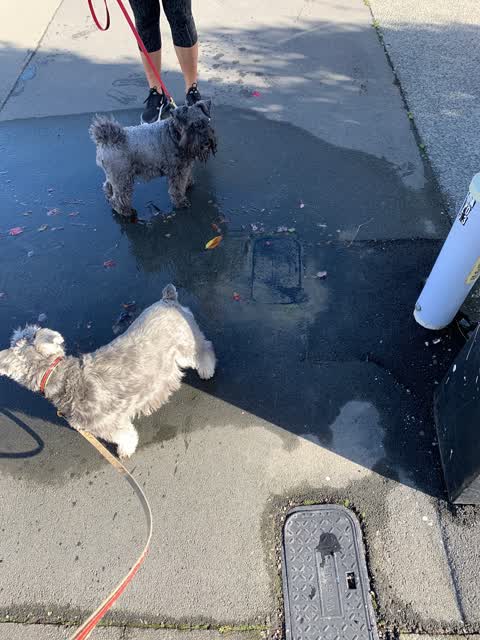 Water Leak, a report photo