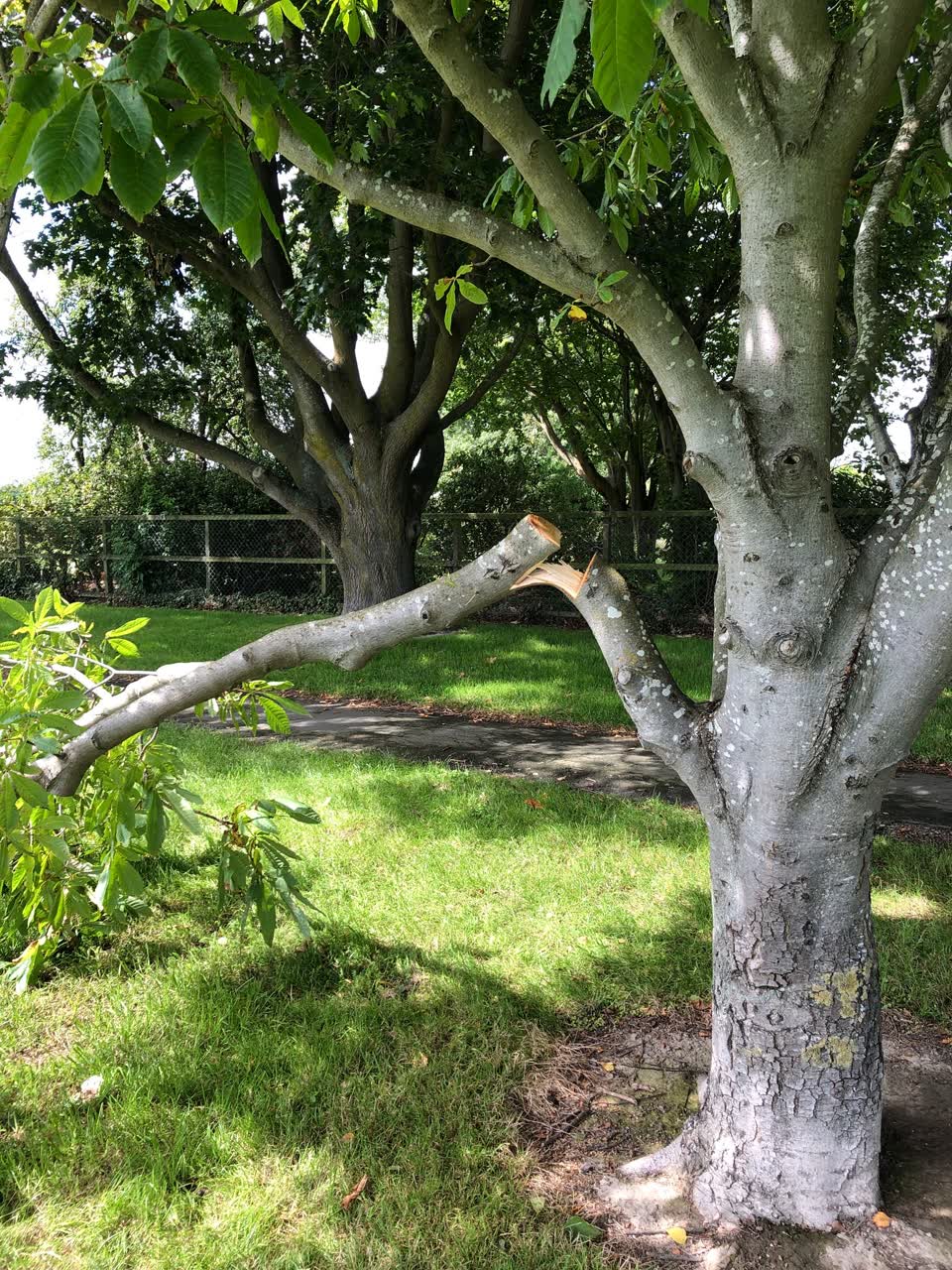 The photograph attached to this parks report