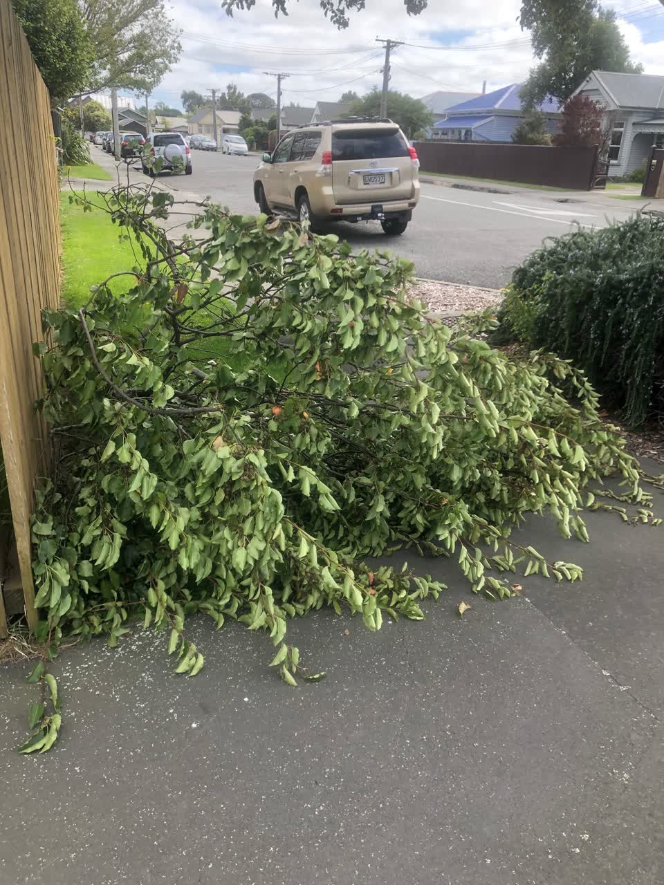 The photograph attached to this parks report