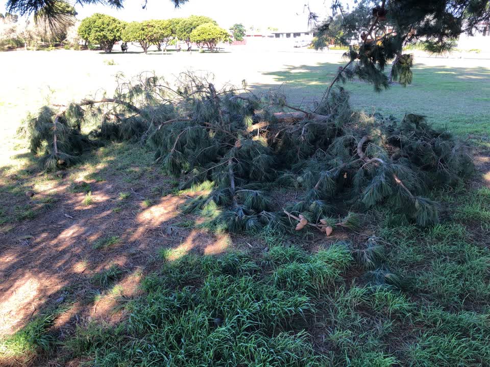 The photograph attached to this parks report