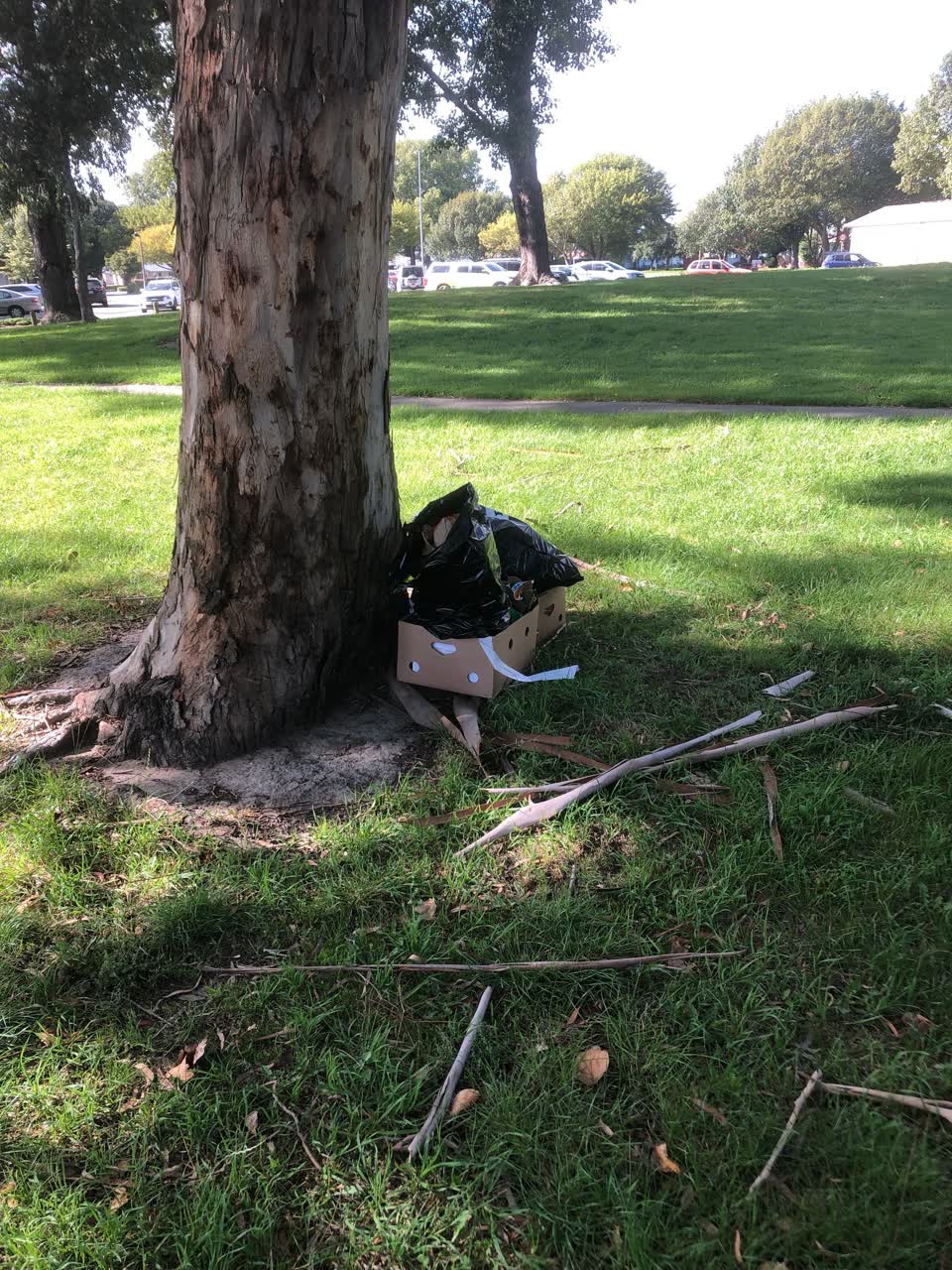 The photograph attached to this parks report