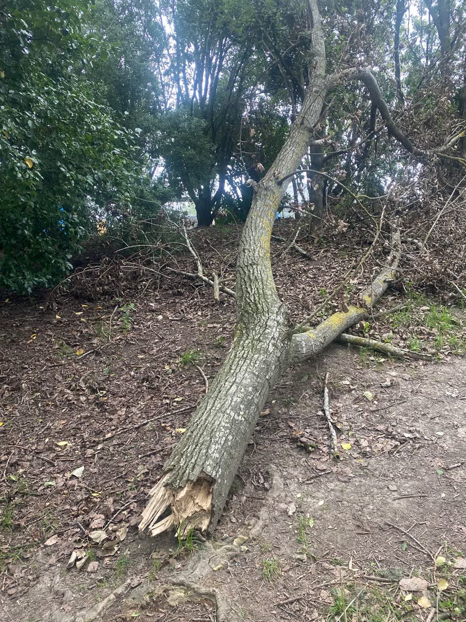 The photograph attached to this parks report