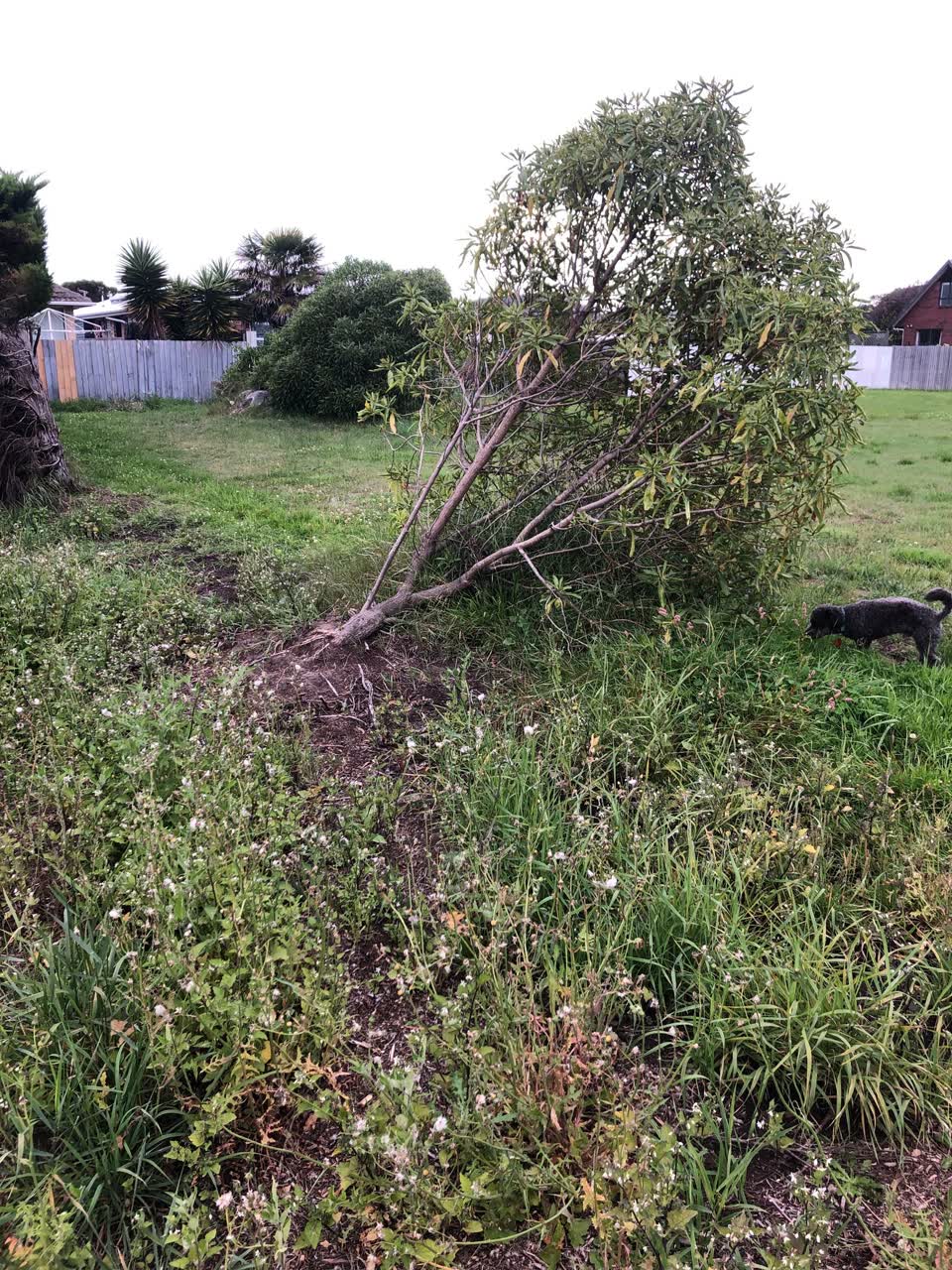 The photograph attached to this parks report