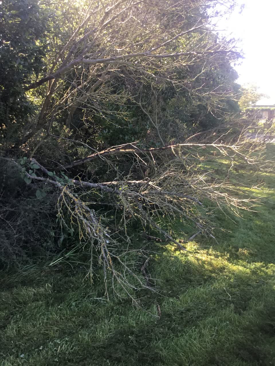 The photograph attached to this parks report