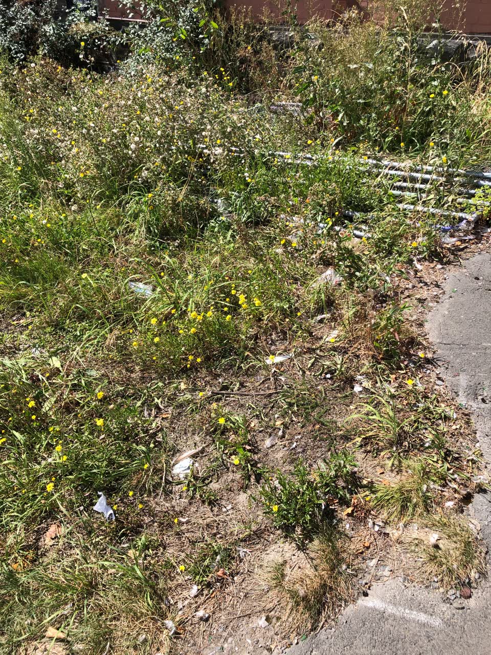 The photograph attached to this parks report