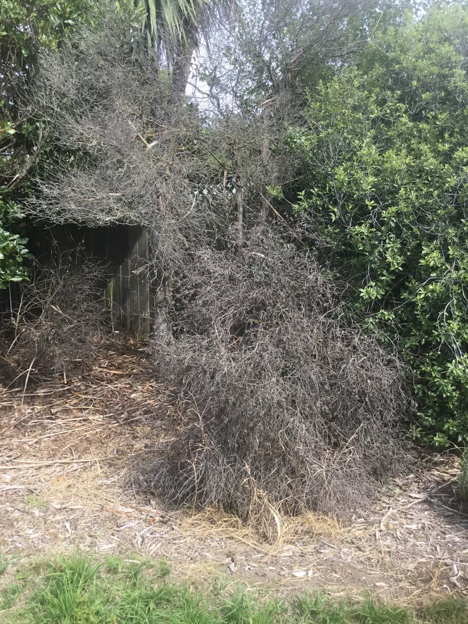 The photograph attached to this parks report