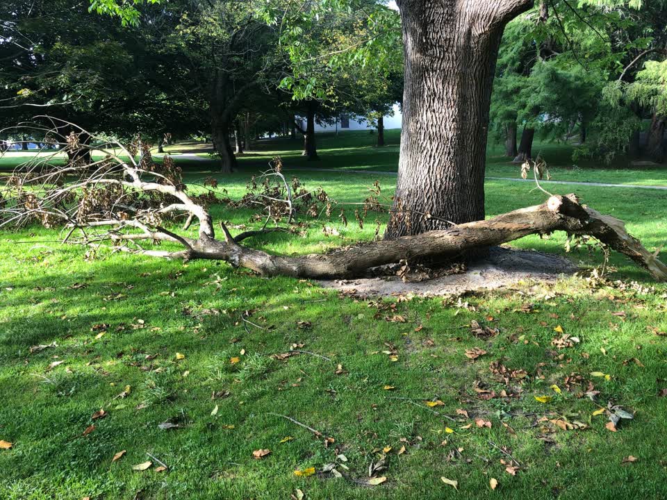 The photograph attached to this parks report