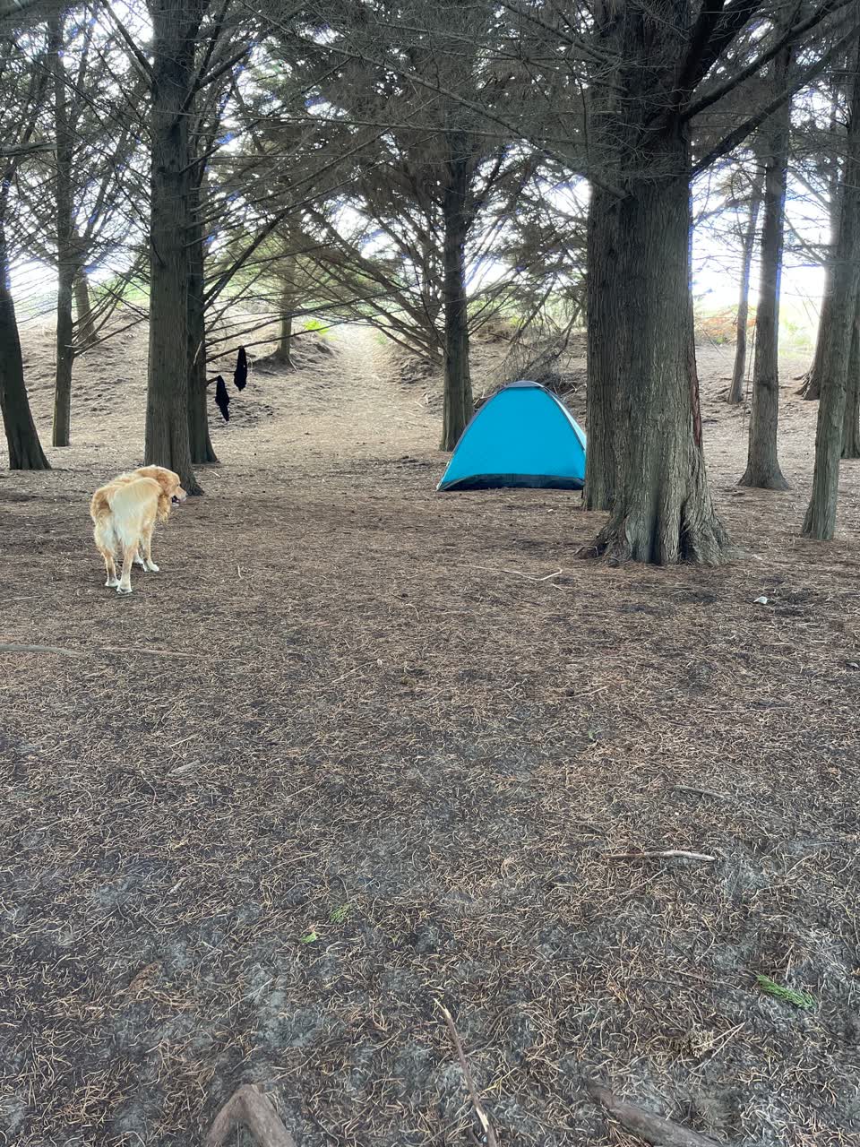 The photograph attached to this parks report