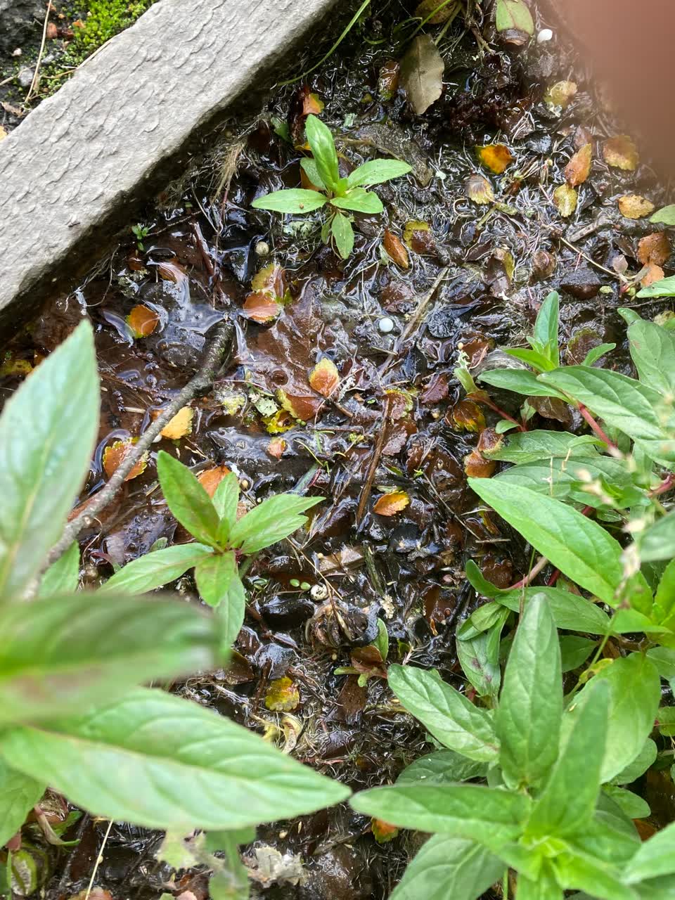 The photograph attached to this water leak report