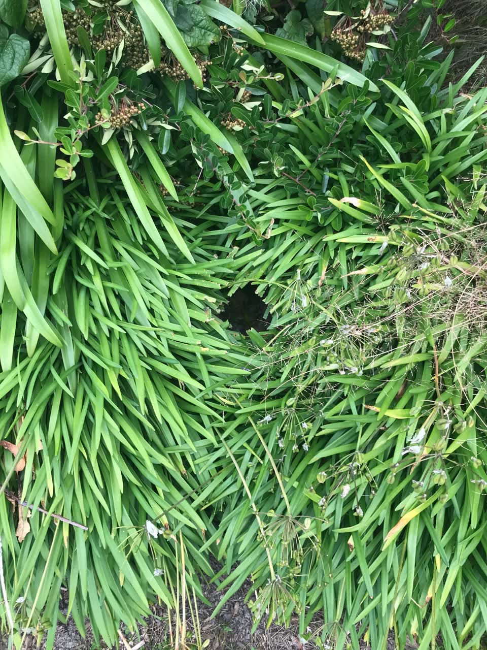 The photograph attached to this parks report