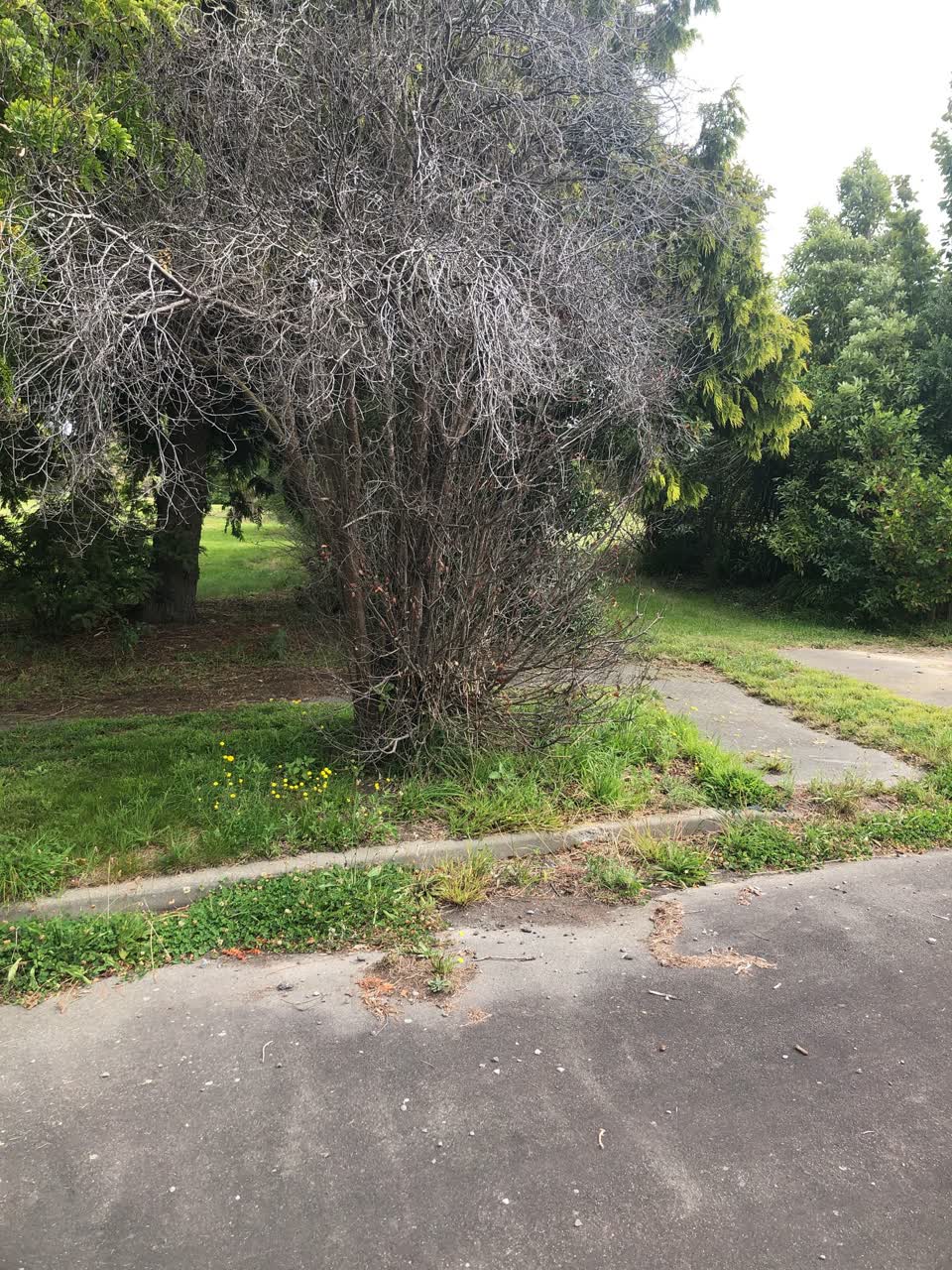 The photograph attached to this parks report