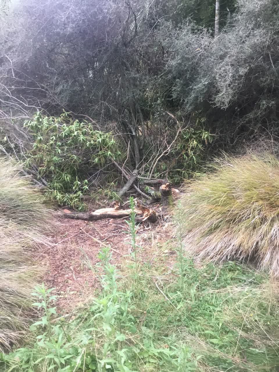 The photograph attached to this parks report