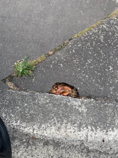 Roading/Streets, a report photo