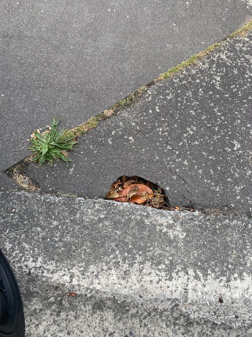 The photograph attached to this roading/streets report