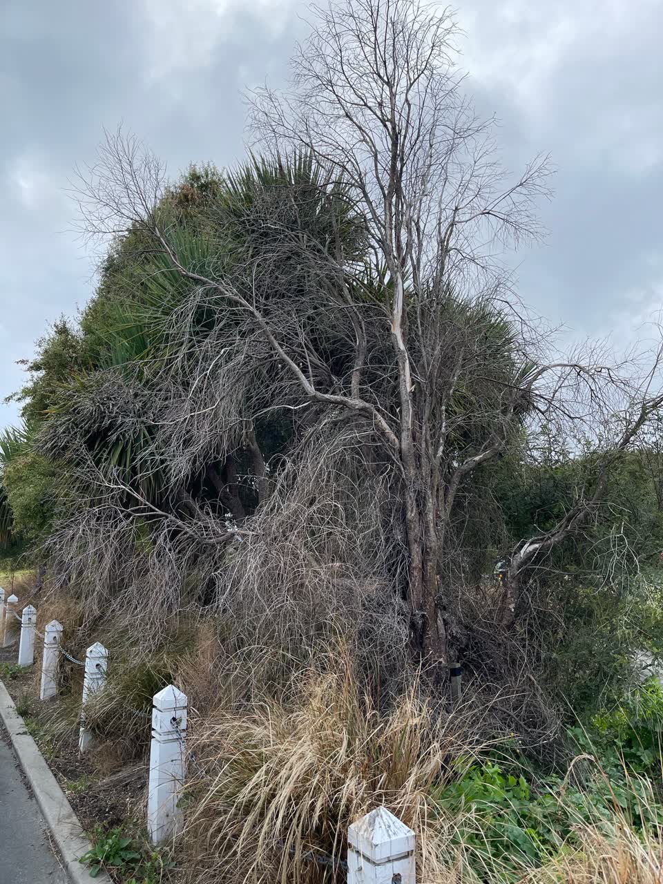 The photograph attached to this parks report
