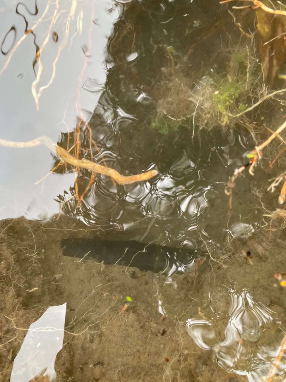 The photograph attached to this water leak report