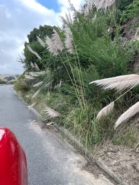 Roading/Streets, a report photo