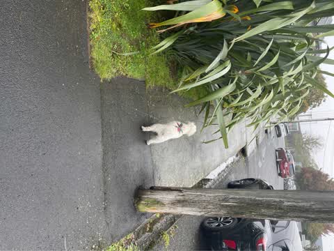 Roading/Streets, a report photo