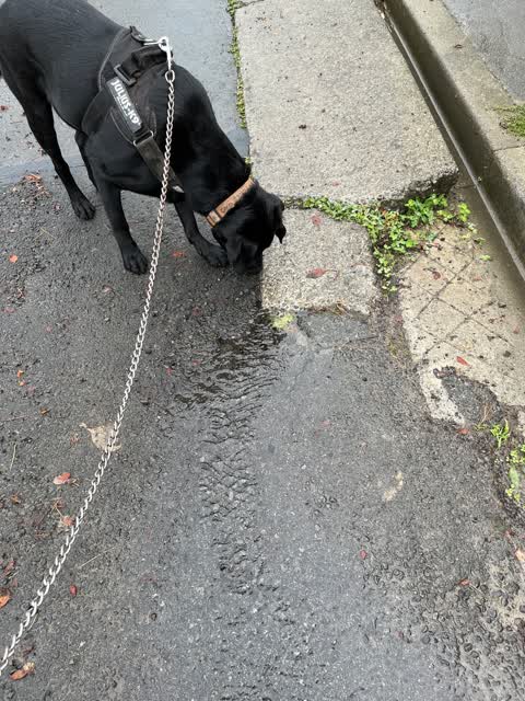 Water Leak, a report photo