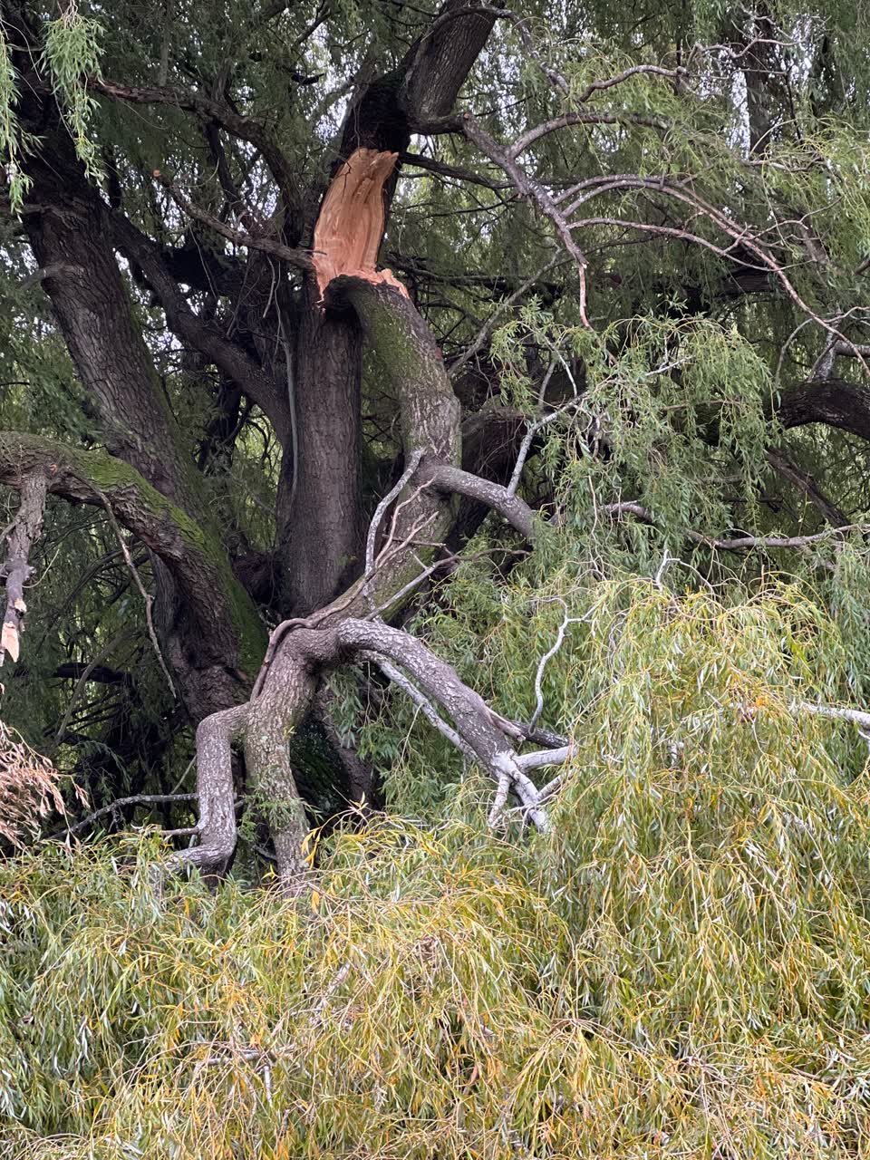 The photograph attached to this parks report