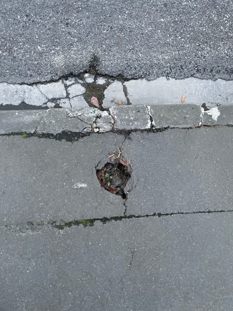 Roading/Streets, a report photo