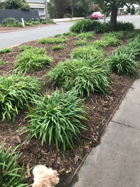 Parks, a report photo