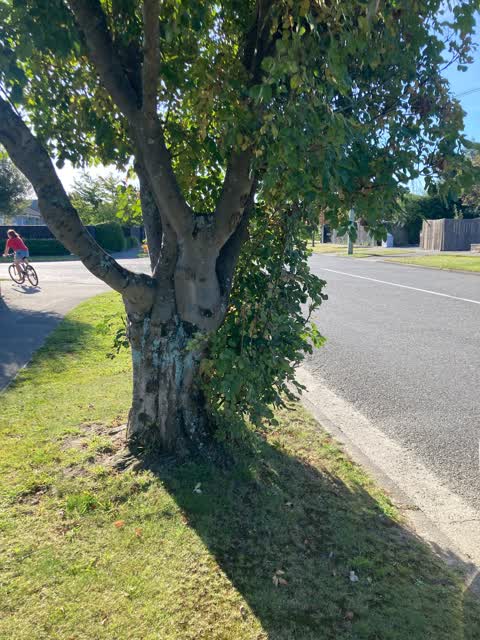 Roading/Streets, a report photo
