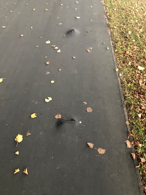 Parks, a report photo