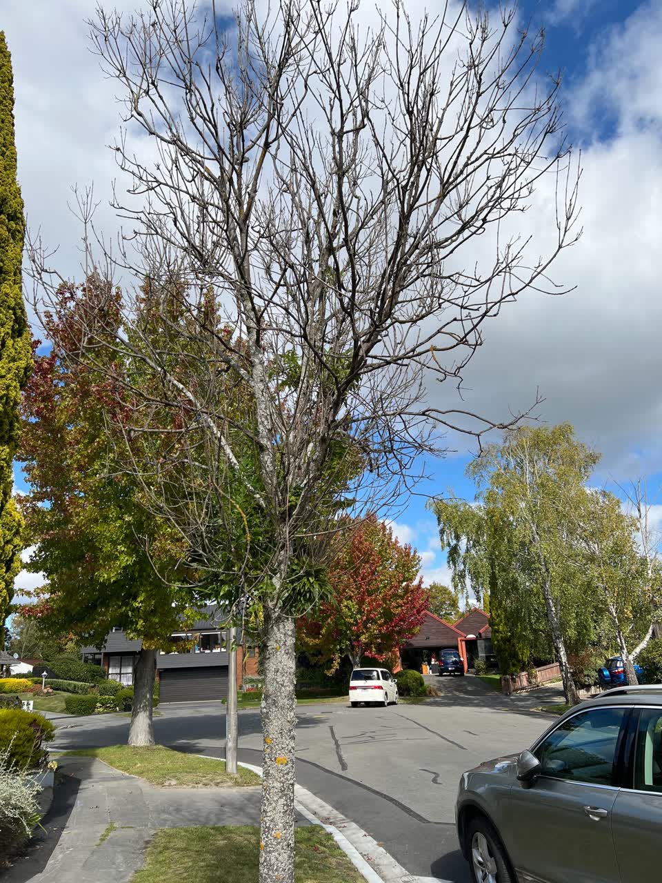 The photograph attached to this parks report