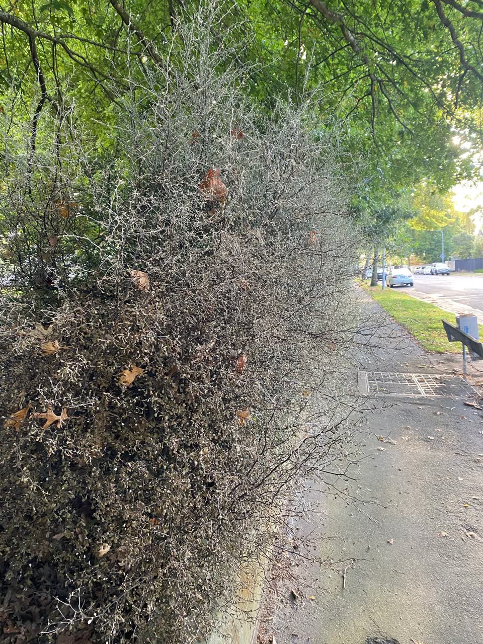 The photograph attached to this parks report